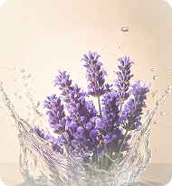 Lavander